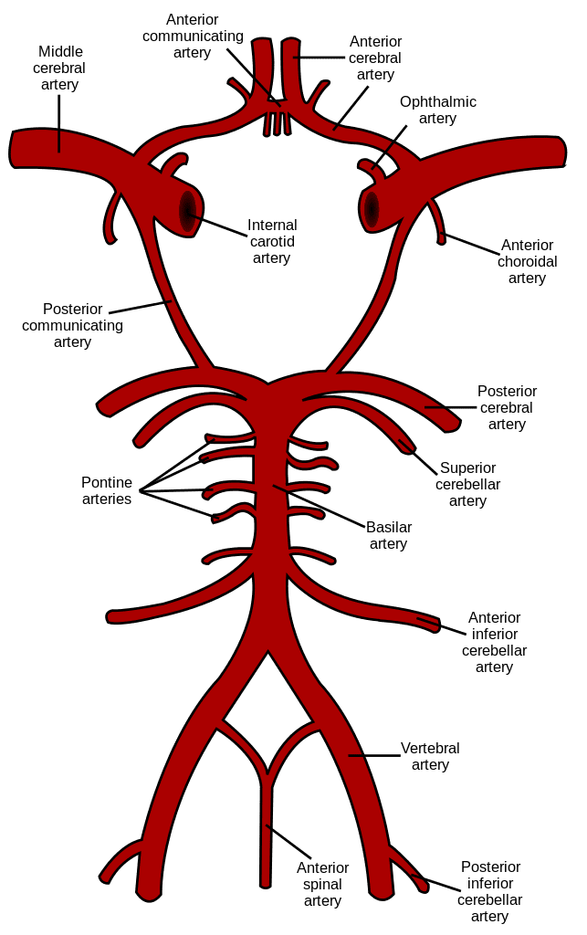 the-definitive-guide-to-basilar-migraines